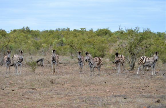 , Safari en África con niños