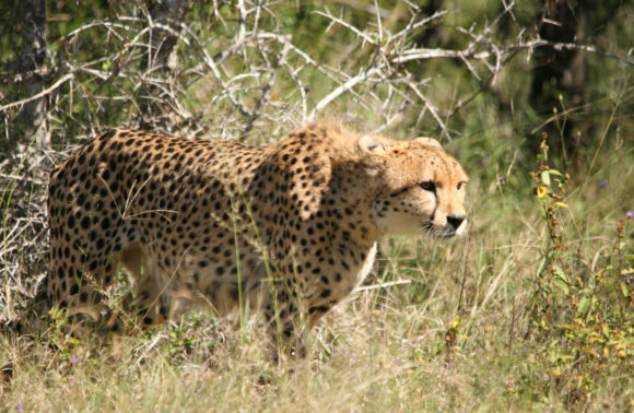 , Safari en Sudáfrica