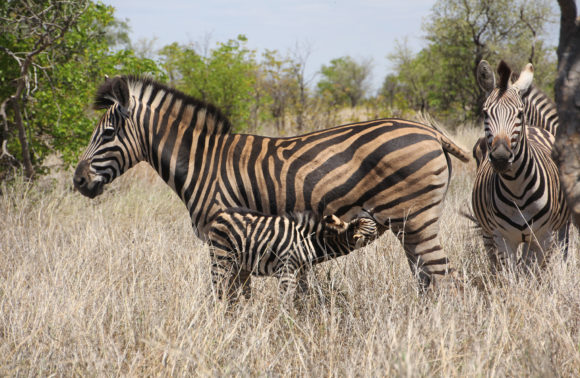 , Safari en Sudáfrica