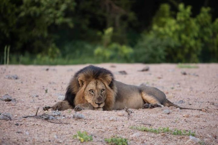 , Safaris por el Parque Kruger