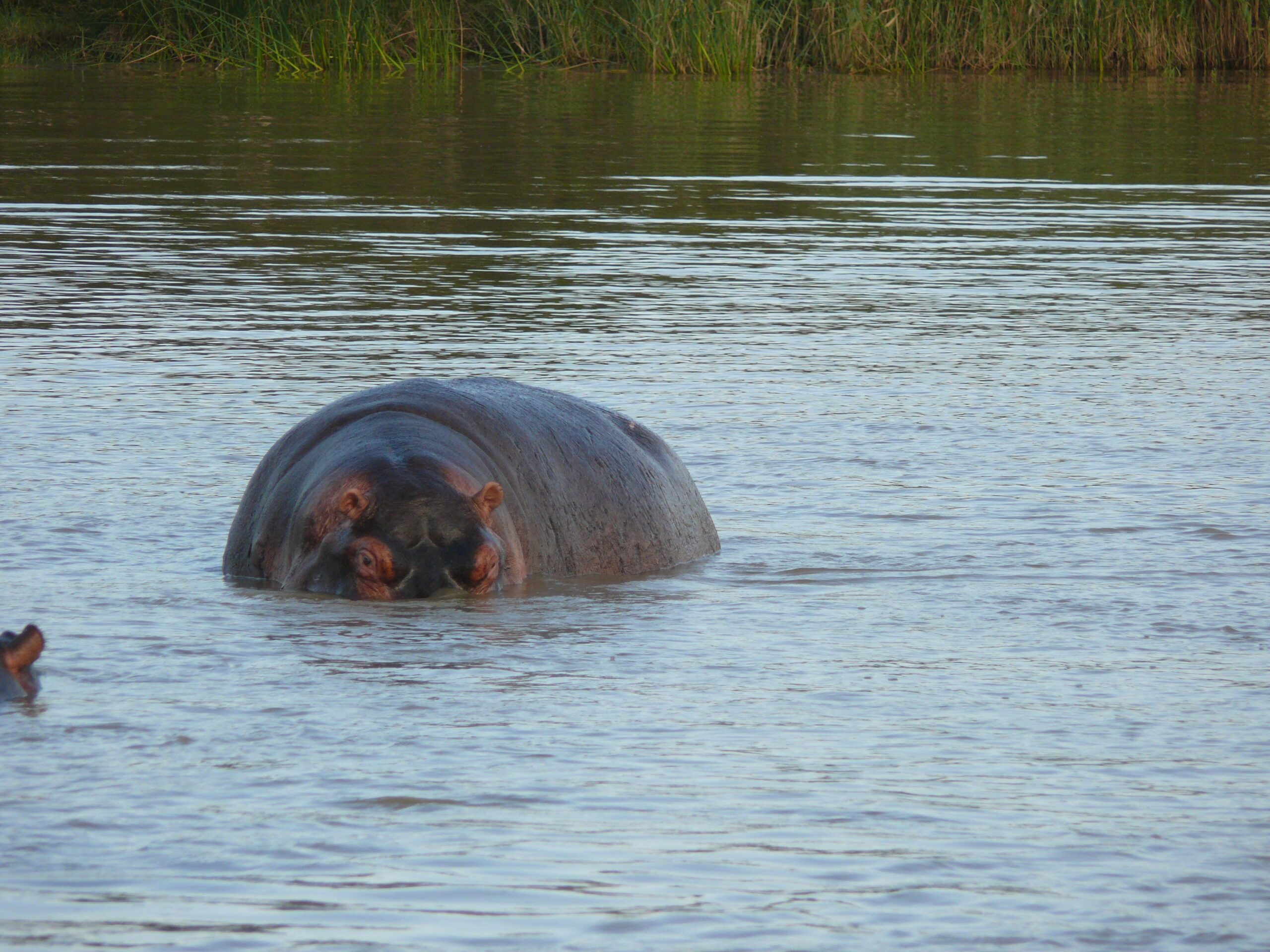 , Safaris en Mozambique