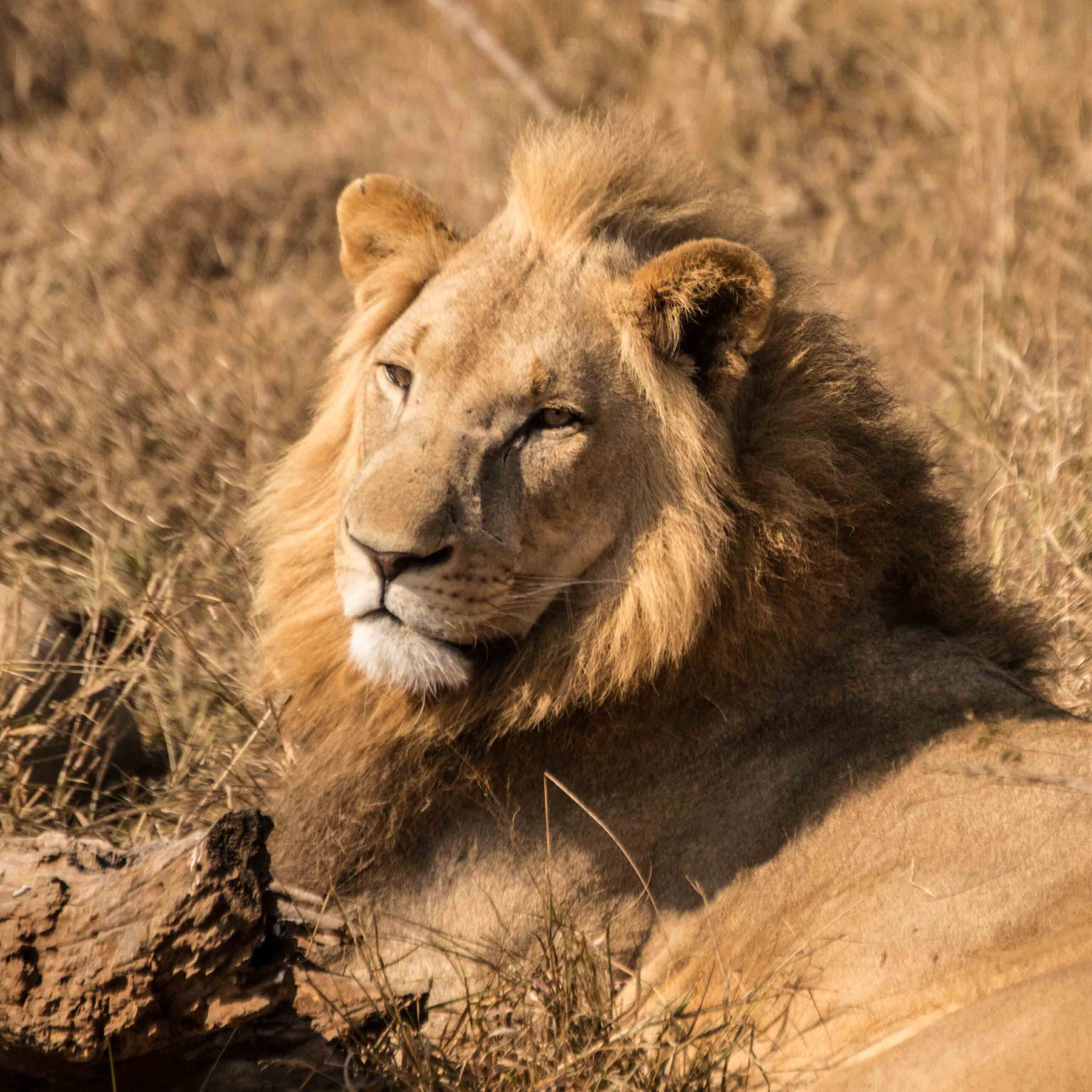 , Safari de Lujo en África