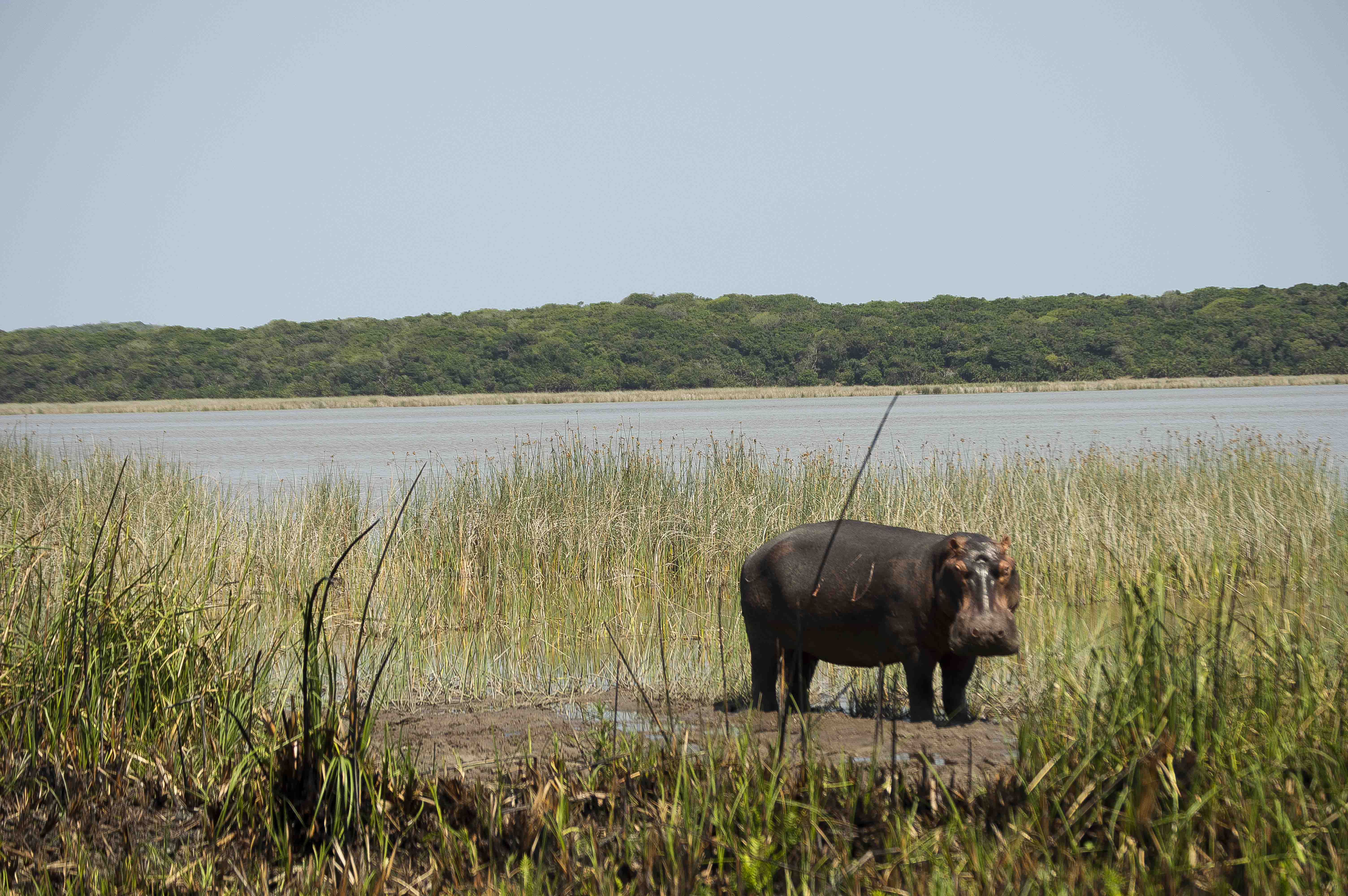 , Safaris en Mozambique