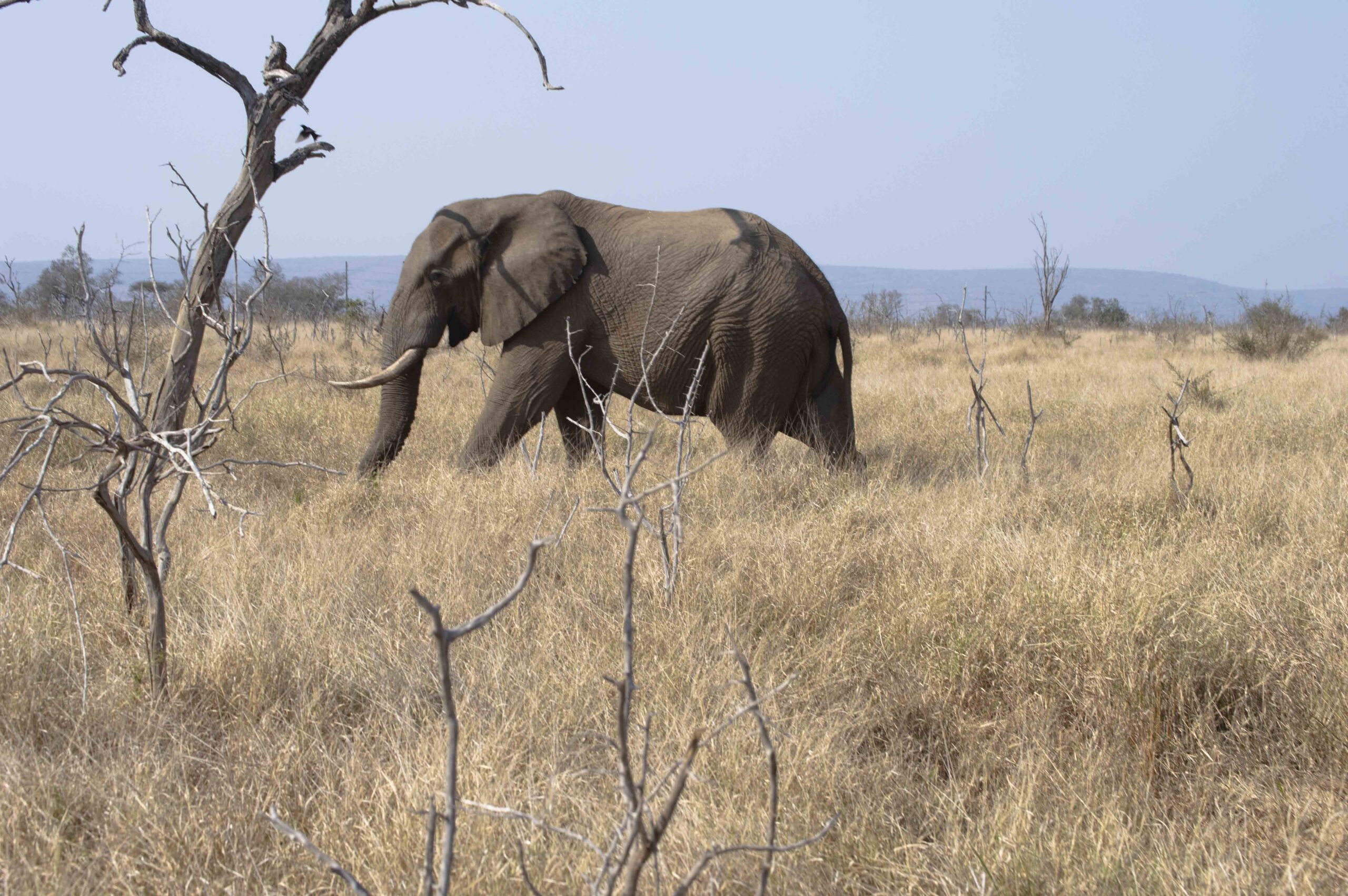 , Safari en Eswatini