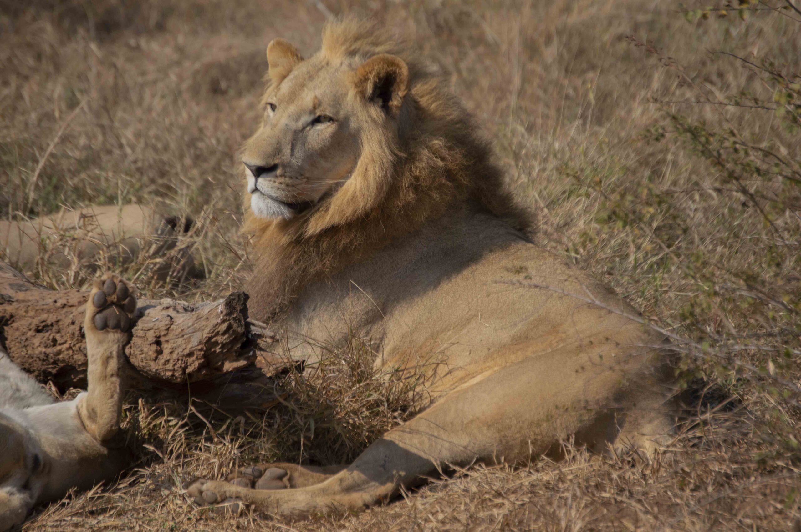 , Safari en Eswatini