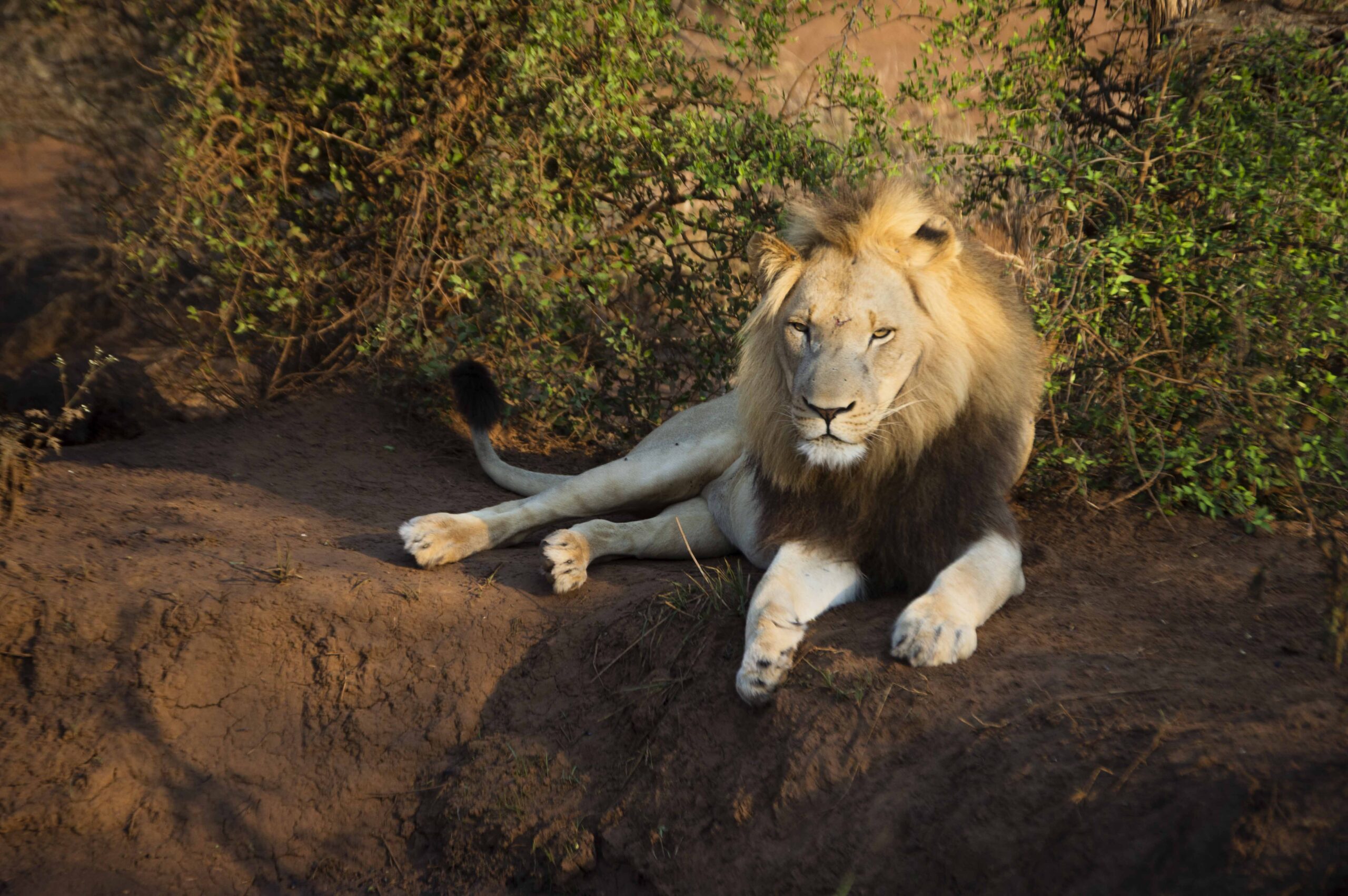 , Safari en Eswatini