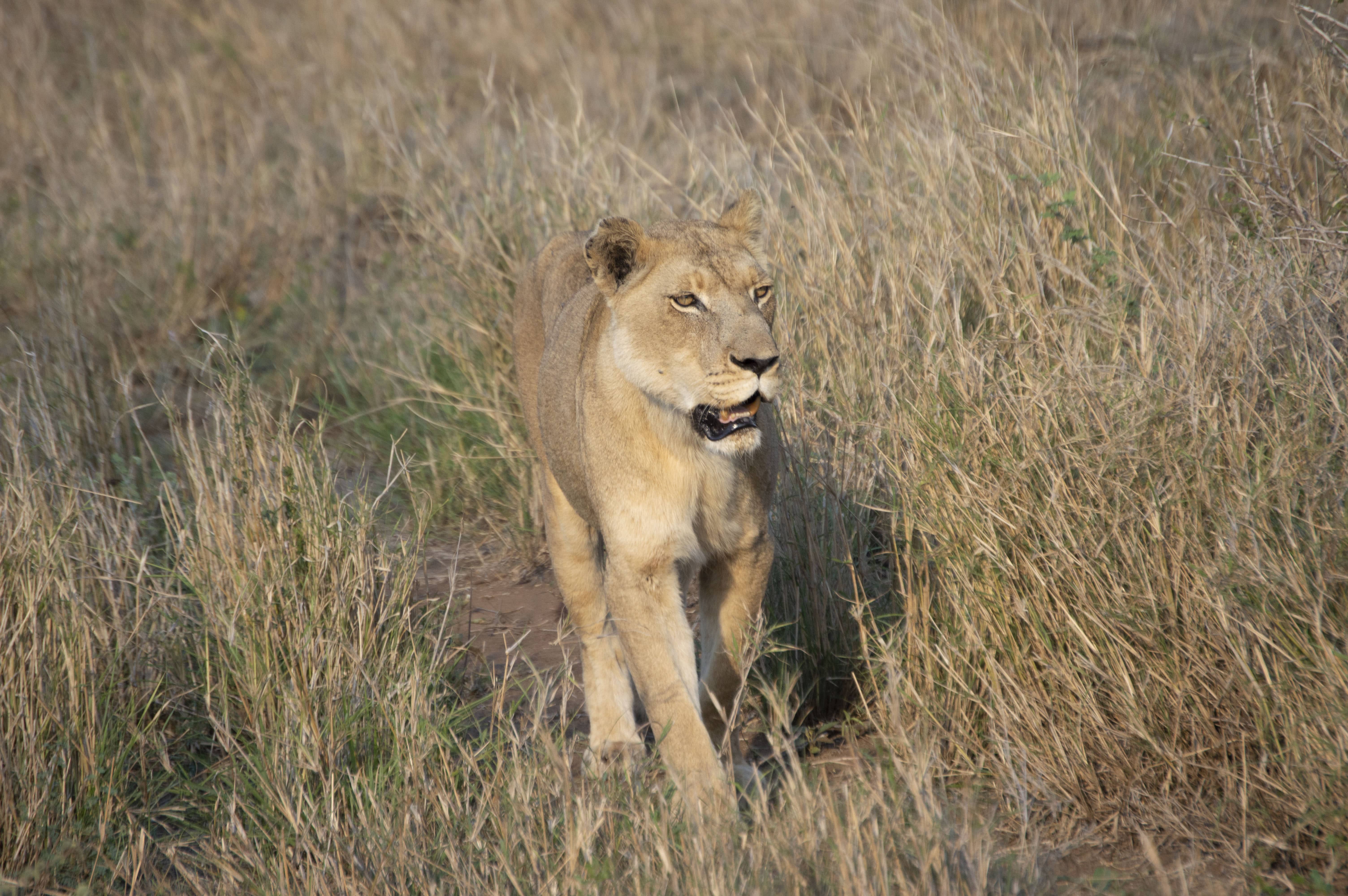, Safari en África con niños