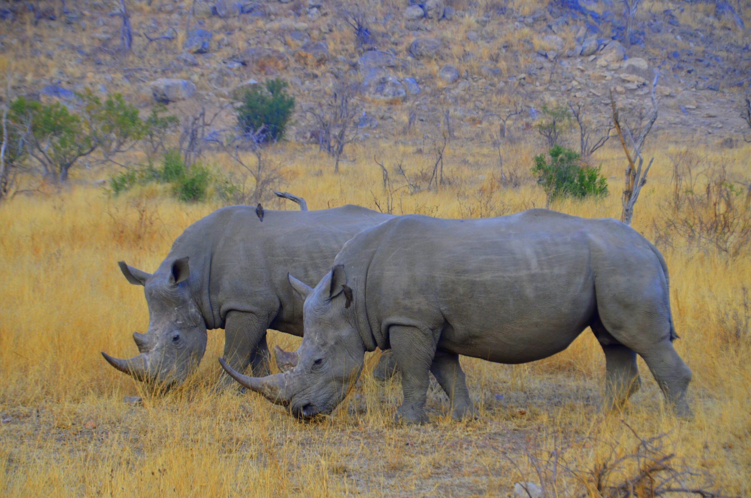 , Safari en África con niños